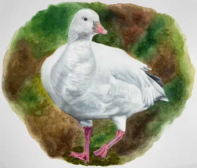 bird-drawing-69b2778e74deb